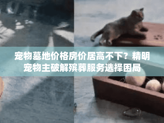 宠物墓地价格房价居高不下？精明宠物主破解殡葬服务选择困局