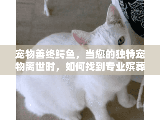 宠物善终鳄鱼，当您的独特宠物离世时，如何找到专业殡葬服务？