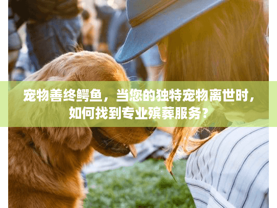 宠物善终鳄鱼，当您的独特宠物离世时，如何找到专业殡葬服务？