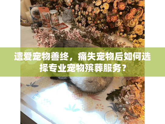 遗爱宠物善终，痛失宠物后如何选择专业宠物殡葬服务？