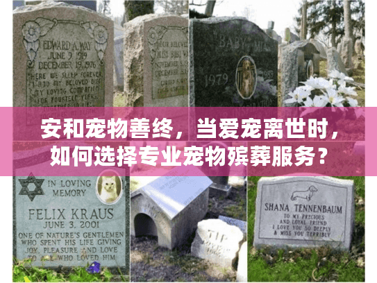 安和宠物善终，当爱宠离世时，如何选择专业宠物殡葬服务？