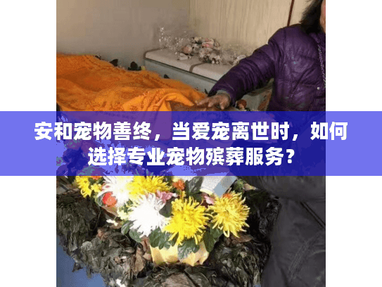 安和宠物善终，当爱宠离世时，如何选择专业宠物殡葬服务？