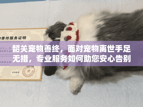 韶关宠物善终，面对宠物离世手足无措，专业服务如何助您安心告别？