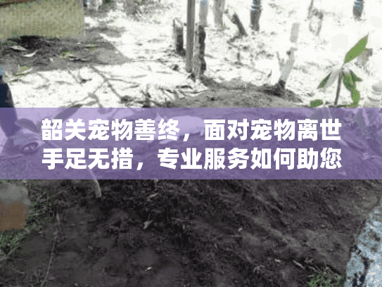 韶关宠物善终，面对宠物离世手足无措，专业服务如何助您安心告别？