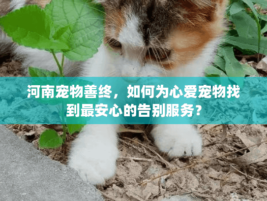 河南宠物善终，如何为心爱宠物找到最安心的告别服务？