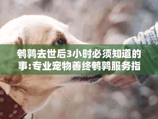 鹌鹑去世后3小时必须知道的事:专业宠物善终鹌鹑服务指南