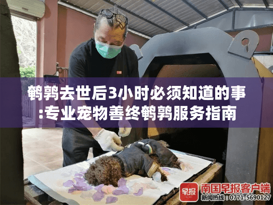鹌鹑去世后3小时必须知道的事:专业宠物善终鹌鹑服务指南