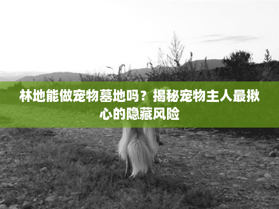 林地能做宠物墓地吗？揭秘宠物主人最揪心的隐藏风险