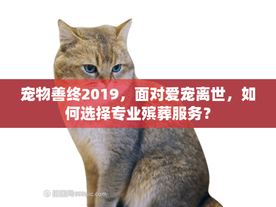 宠物善终2019，面对爱宠离世，如何选择专业殡葬服务？