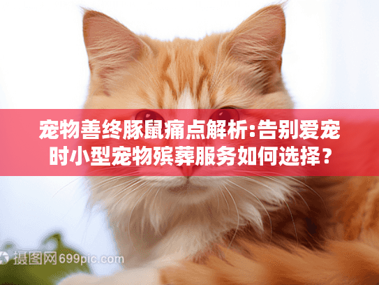 宠物善终豚鼠痛点解析:告别爱宠时小型宠物殡葬服务如何选择？