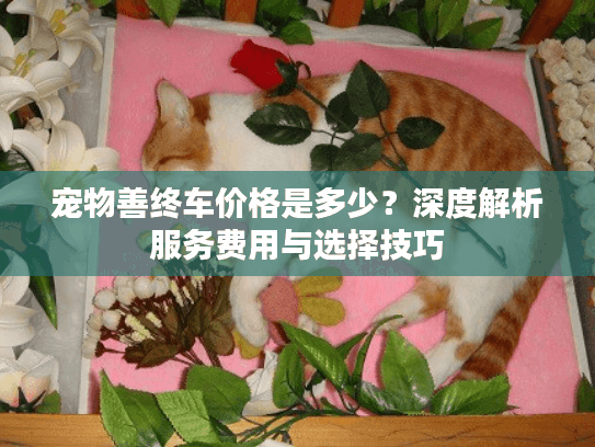 宠物善终车价格是多少？深度解析服务费用与选择技巧