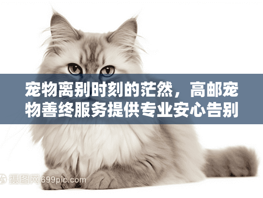 宠物离别时刻的茫然，高邮宠物善终服务提供专业安心告别