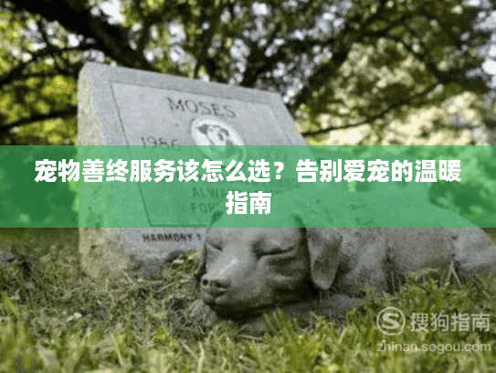 宠物善终服务该怎么选？告别爱宠的温暖指南