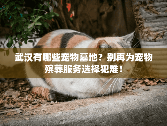 武汉有哪些宠物墓地？别再为宠物殡葬服务选择犯难！