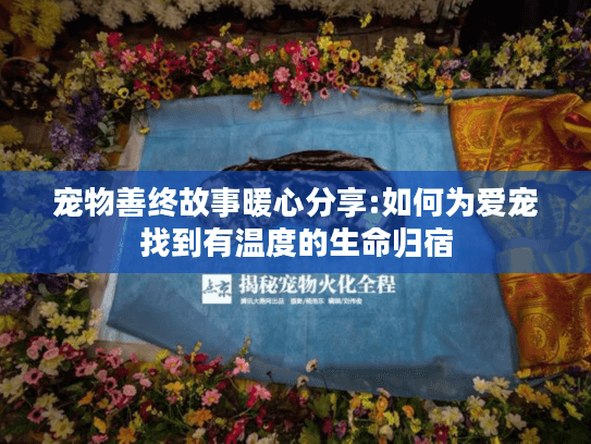 宠物善终故事暖心分享:如何为爱宠找到有温度的生命归宿