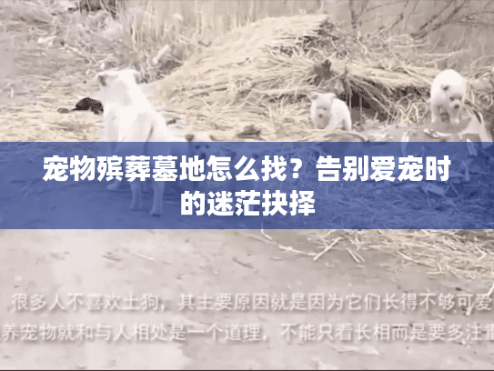 宠物殡葬墓地怎么找？告别爱宠时的迷茫抉择