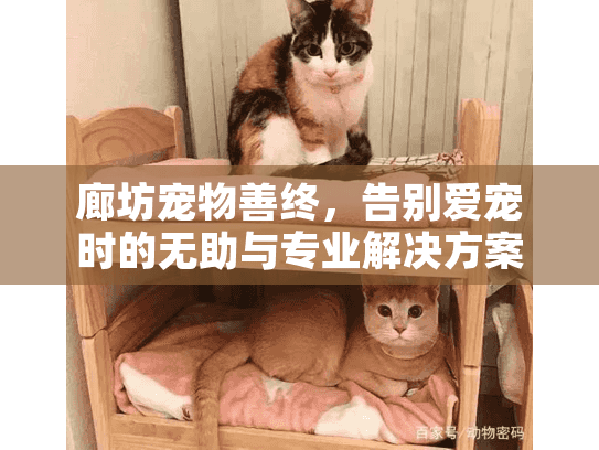 廊坊宠物善终，告别爱宠时的无助与专业解决方案
