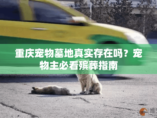 重庆宠物墓地真实存在吗？宠物主必看殡葬指南