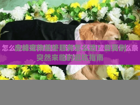 赤峰宠物善终服务怎么选？当离别突然来临的避坑指南