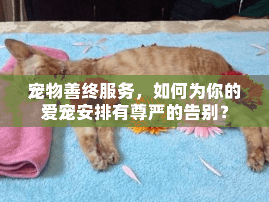 宠物善终服务，如何为你的爱宠安排有尊严的告别？