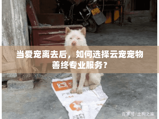当爱宠离去后，如何选择云宠宠物善终专业服务？