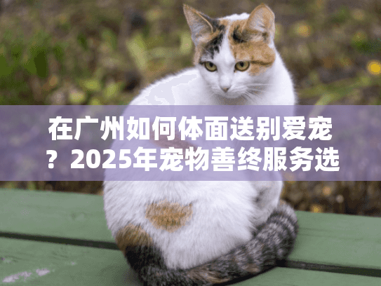 在广州如何体面送别爱宠？2025年宠物善终服务选择指南