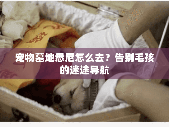 宠物墓地悉尼怎么去？告别毛孩的迷途导航