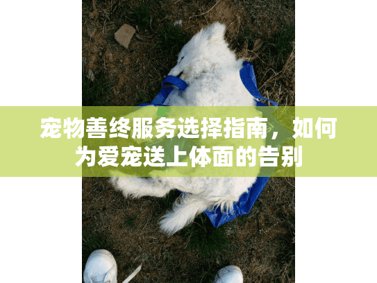 宠物善终服务选择指南，如何为爱宠送上体面的告别