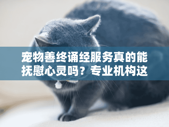 宠物善终诵经服务真的能抚慰心灵吗？专业机构这样送别爱宠