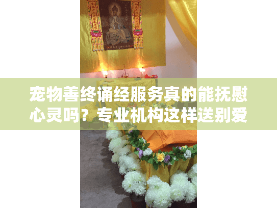 宠物善终诵经服务真的能抚慰心灵吗？专业机构这样送别爱宠