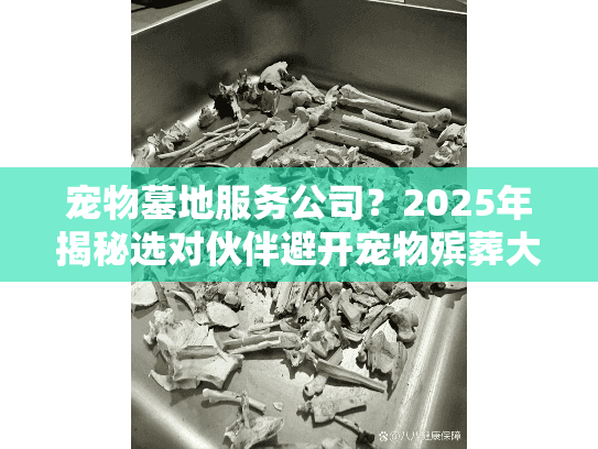 宠物墓地服务公司？2025年揭秘选对伙伴避开宠物殡葬大坑