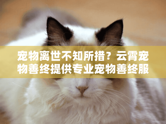 宠物离世不知所措？云霄宠物善终提供专业宠物善终服务解决方案