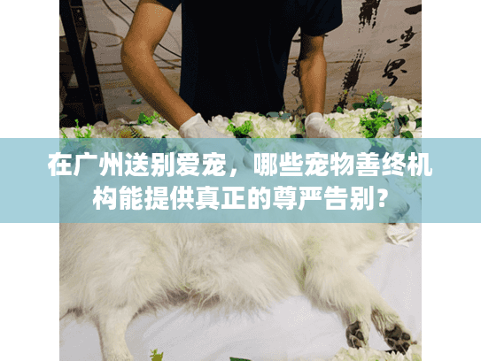 在广州送别爱宠，哪些宠物善终机构能提供真正的尊严告别？