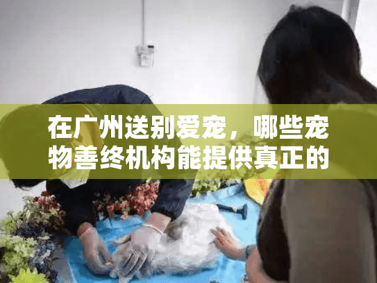 在广州送别爱宠，哪些宠物善终机构能提供真正的尊严告别？