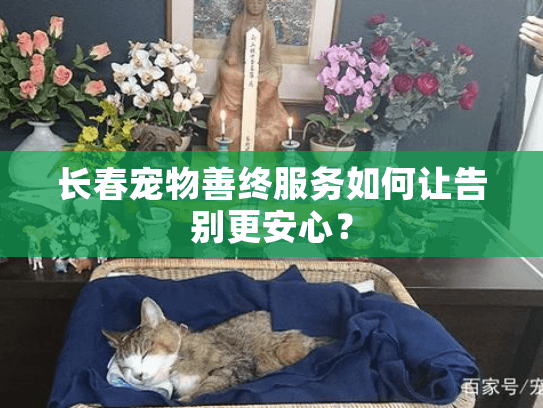 长春宠物善终服务如何让告别更安心？