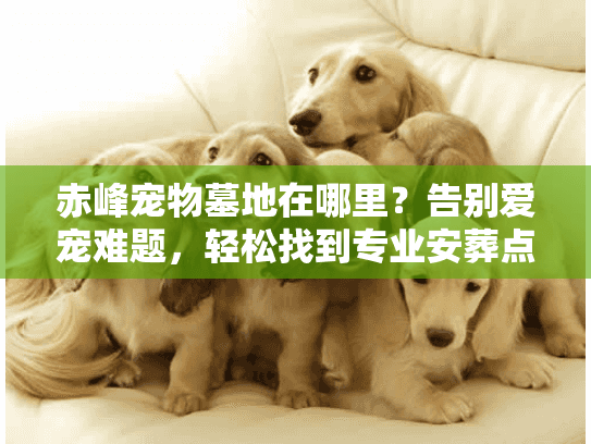 赤峰宠物墓地在哪里？告别爱宠难题，轻松找到专业安葬点