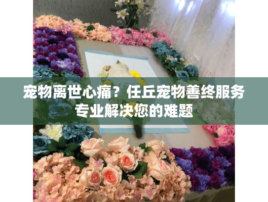 宠物离世心痛？任丘宠物善终服务专业解决您的难题