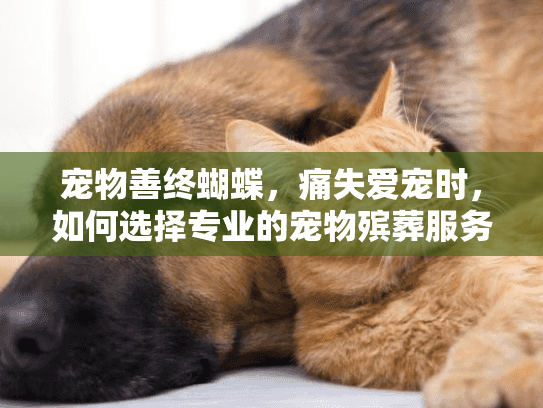 宠物善终蝴蝶，痛失爱宠时，如何选择专业的宠物殡葬服务缓解悲伤？