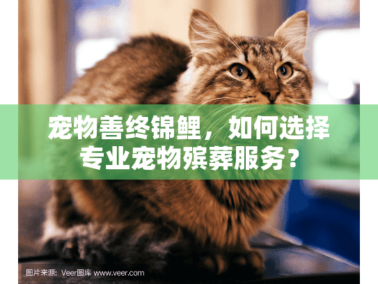 宠物善终锦鲤，如何选择专业宠物殡葬服务？