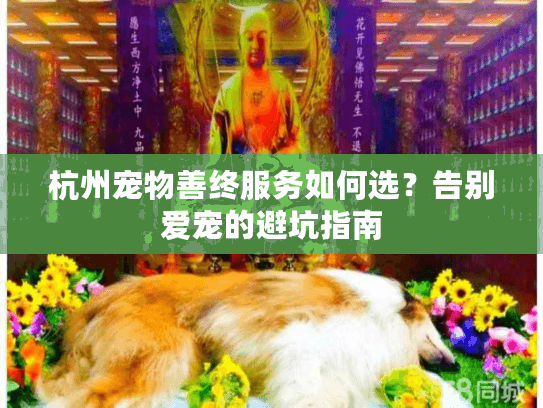 杭州宠物善终服务如何选？告别爱宠的避坑指南