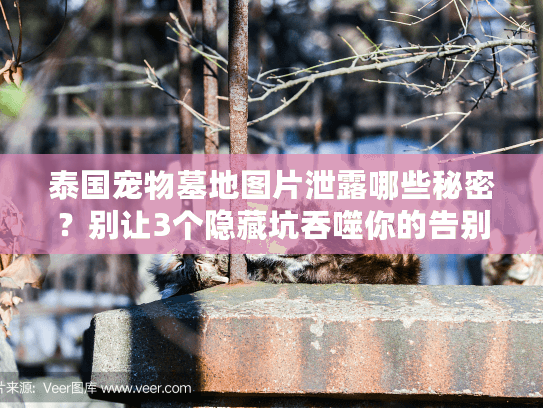 泰国宠物墓地图片泄露哪些秘密？别让3个隐藏坑吞噬你的告别仪式