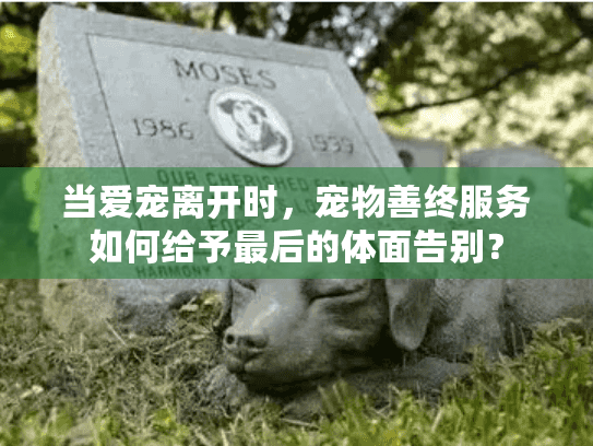 当爱宠离开时，宠物善终服务如何给予最后的体面告别？