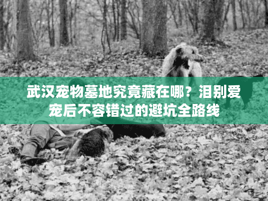 武汉宠物墓地究竟藏在哪？泪别爱宠后不容错过的避坑全路线