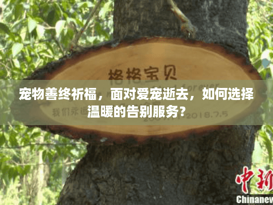 宠物善终祈福，面对爱宠逝去，如何选择温暖的告别服务？