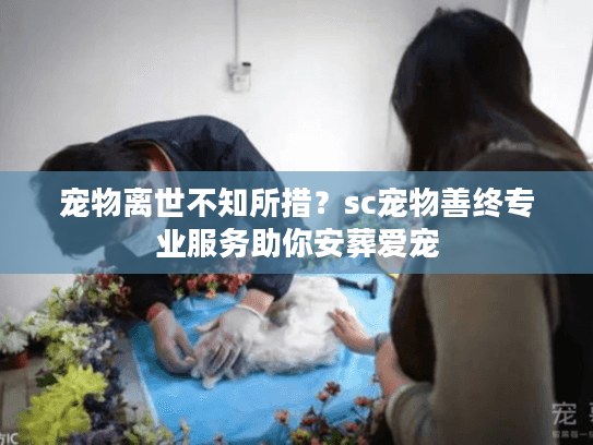 宠物离世不知所措？sc宠物善终专业服务助你安葬爱宠