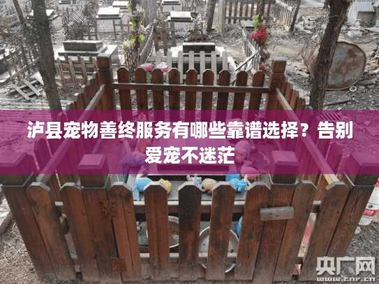 泸县宠物善终服务有哪些靠谱选择？告别爱宠不迷茫