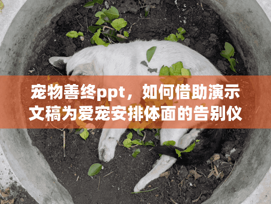 宠物善终ppt，如何借助演示文稿为爱宠安排体面的告别仪式？
