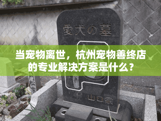 当宠物离世，杭州宠物善终店的专业解决方案是什么？