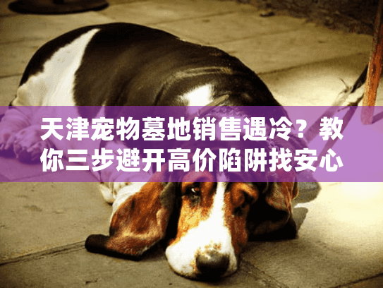 天津宠物墓地销售遇冷？教你三步避开高价陷阱找安心归宿