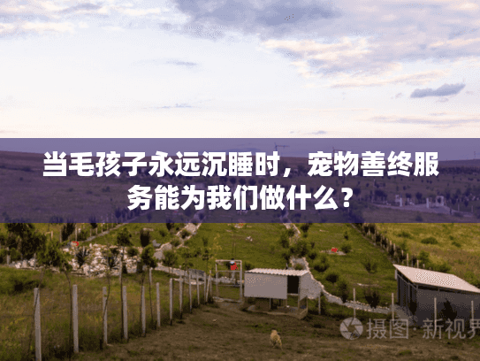 当毛孩子永远沉睡时，宠物善终服务能为我们做什么？